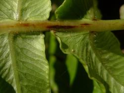 Blechnum deltoides. Abaxial surface of sterile lamina bearing minute white hairs.
 Image: L.R. Perrie © Leon Perrie CC BY-NC 3.0 NZ